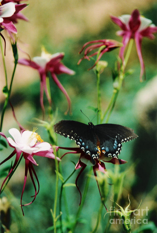 Butterfly and Pink Columbine Photograph by Heather Kirk