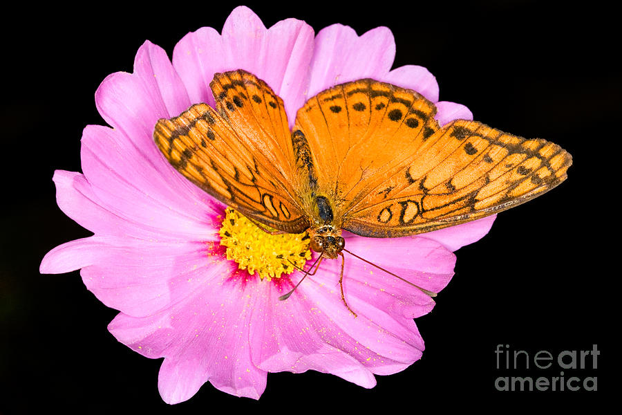 Butterfly And Pink Flower Photograph by Mimi Ditchie