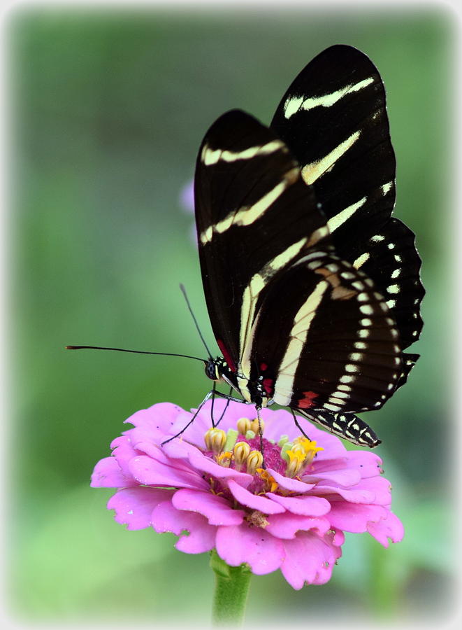 Butterfly and Pink Zinnia V Photograph by Sheri McLeroy