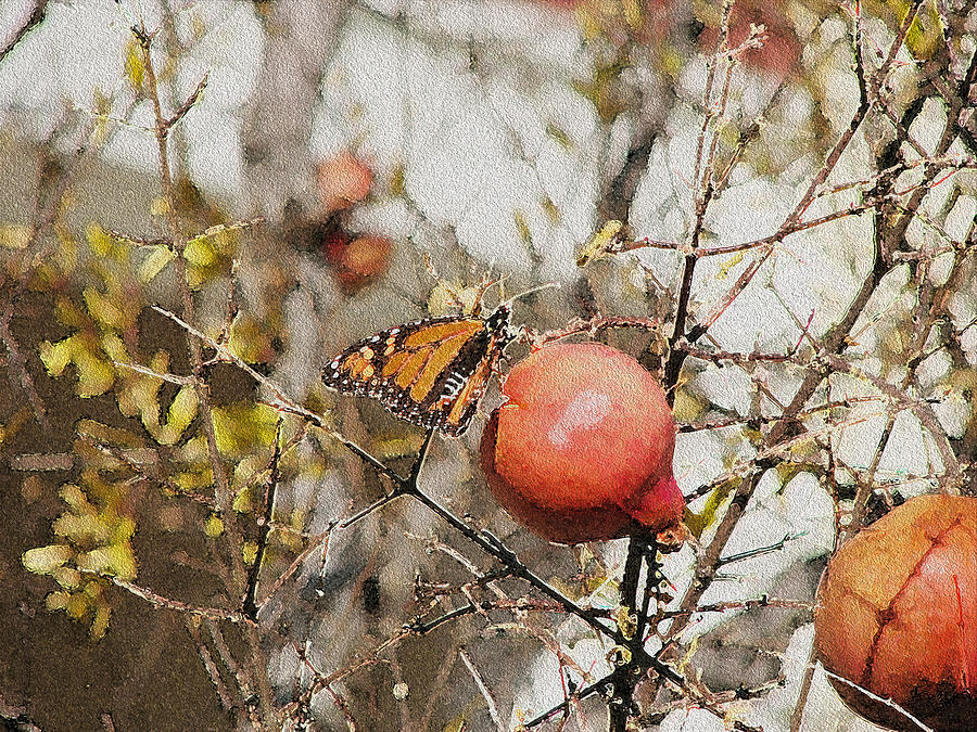 Butterfly and Pomegranate Photograph by Stephanie Grant