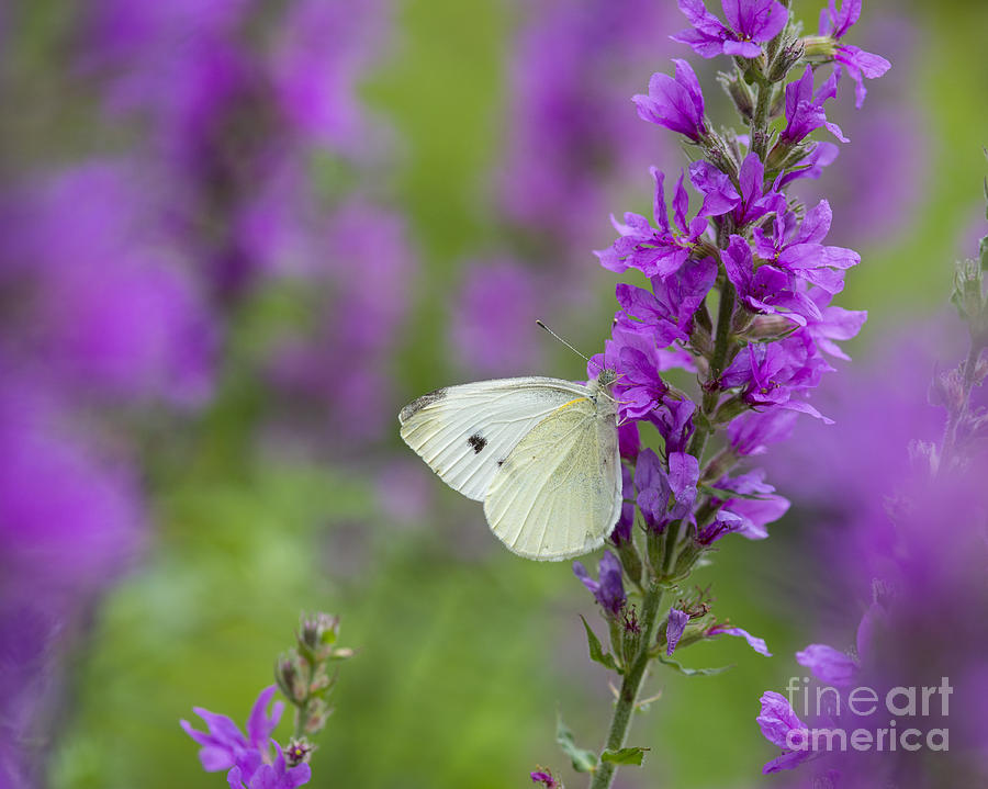 Butterfly And Purple Photograph by Alana Ranney