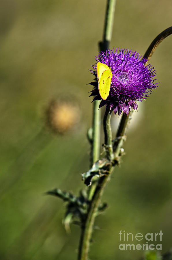 Butterfly Photograph - Butterfly and purple thistle by Viktor Birkus