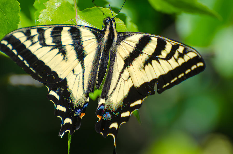 Butterfly and summer. Photograph by Yuri Levchenko - Fine Art America