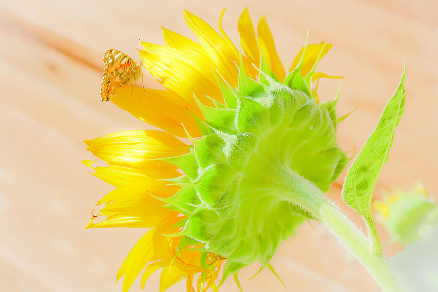 Butterfly And Sunflower Photograph by Barbara Dean