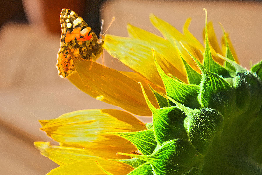Butterfly and Sunflower Meeting Photograph by Barbara Dean