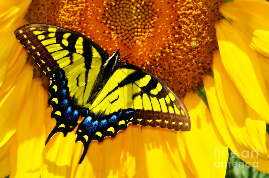 Butterfly and the Sunflower Photograph by Eric Liller