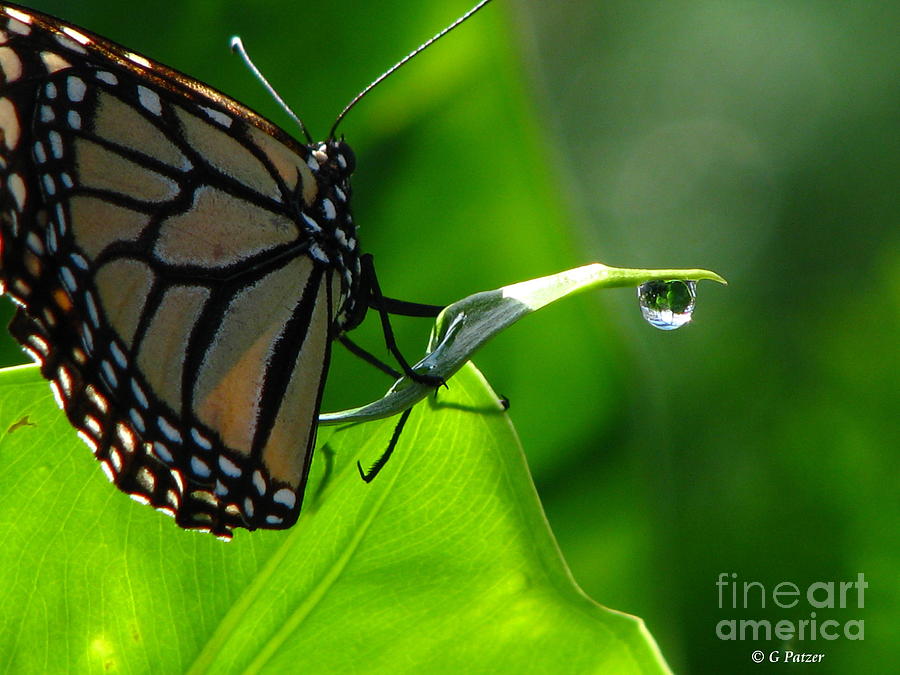 Butterfly And Water Photograph by Greg Patzer