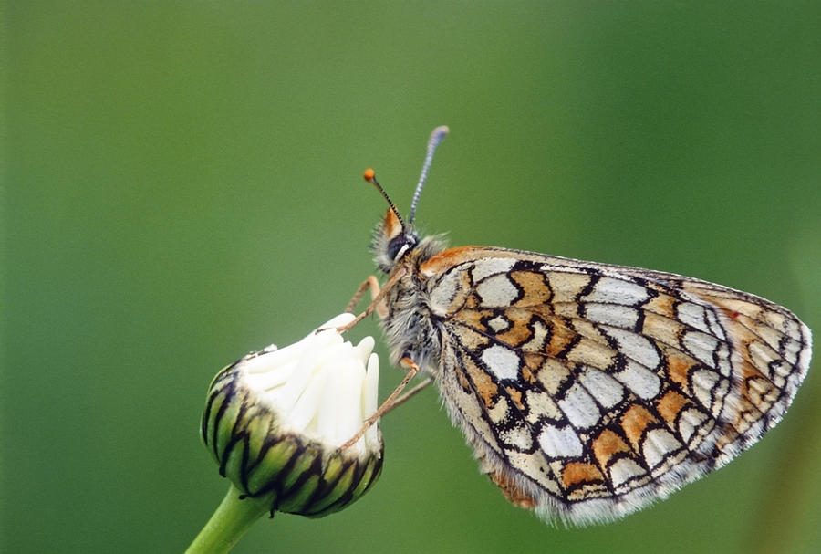 Butterfly and white flower Photograph by Patrick Kessler - Fine Art America