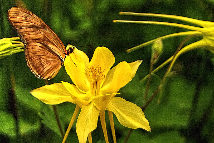 Butterfly and Yellow Columbine Photograph by Roger Passman