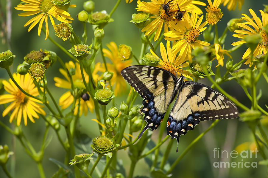 Butterfly and Yellow Daisies Photograph by Jill Lang