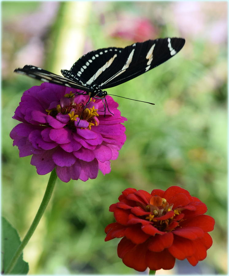 Butterfly and Zinnias Photograph by Sheri McLeroy