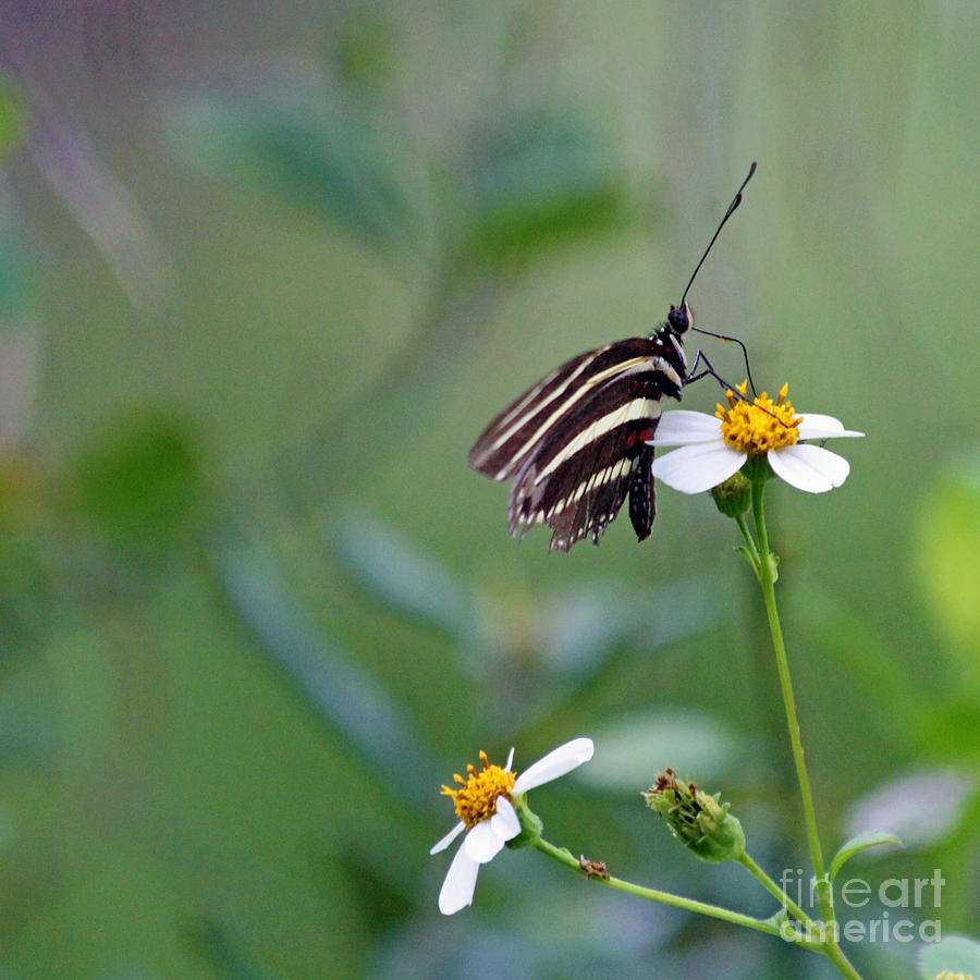 Butterfly Photograph - Butterfly by April Antonia