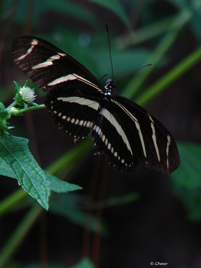 Butterfly Art 2 Photograph by Greg Patzer Butterfly Art 2 Photograph by Greg Patzer