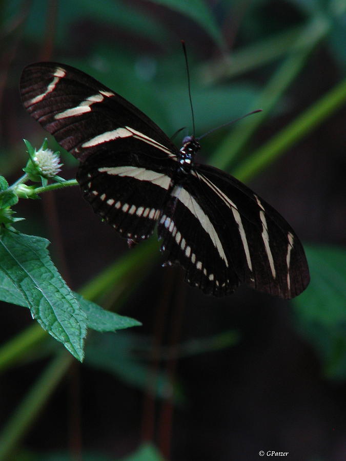 Butterfly Photograph - Butterfly Art 2 by Greg Patzer