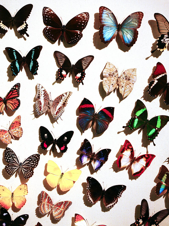 Butterfly Assortment Photograph by Marilyn Hunt - Pixels