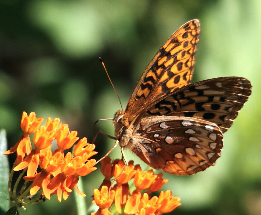 Butterfly at Lunch Photograph by David Rosenthal - Fine Art America