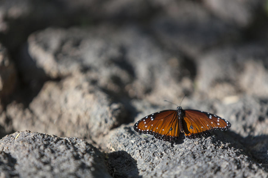 Butterfly at Rest 1 Photograph by Scott Campbell