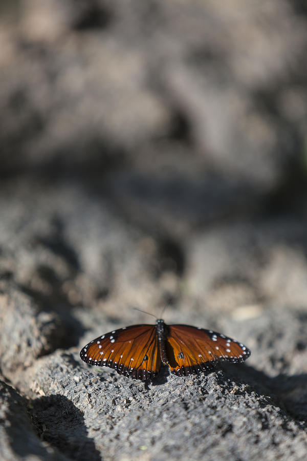 Butterfly at Rest 2 Photograph by Scott Campbell