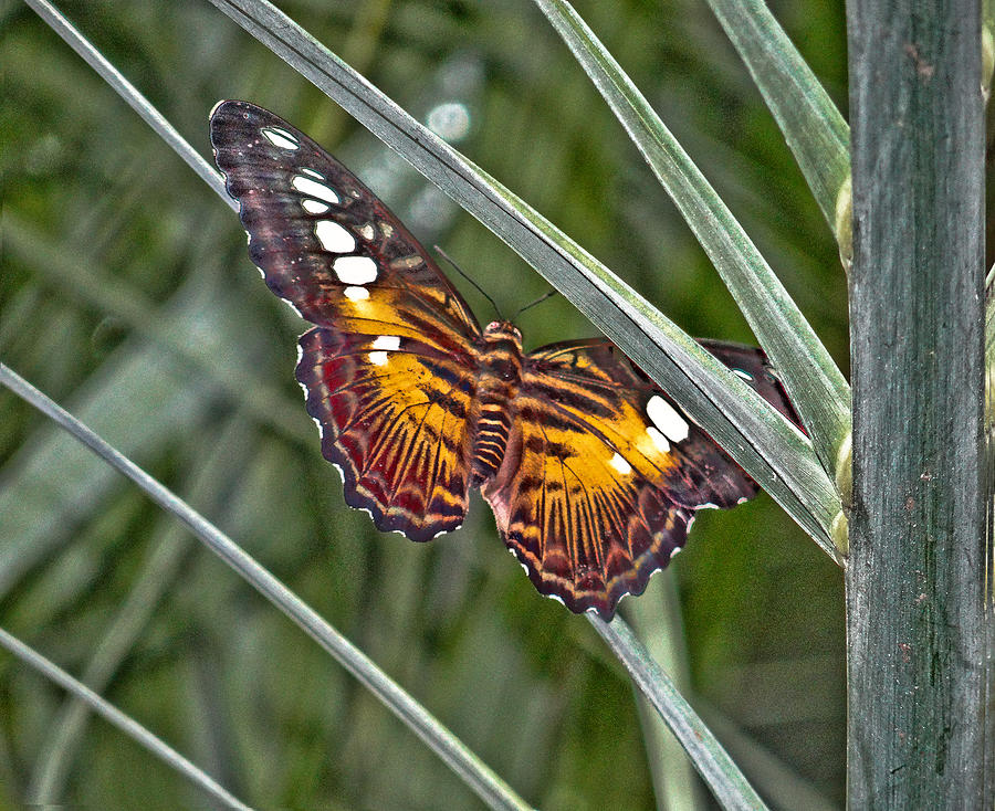 Butterfly at Rest Photograph by Dennis Dugan