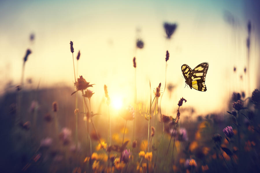 Butterfly At Sunset Photograph by Borchee
