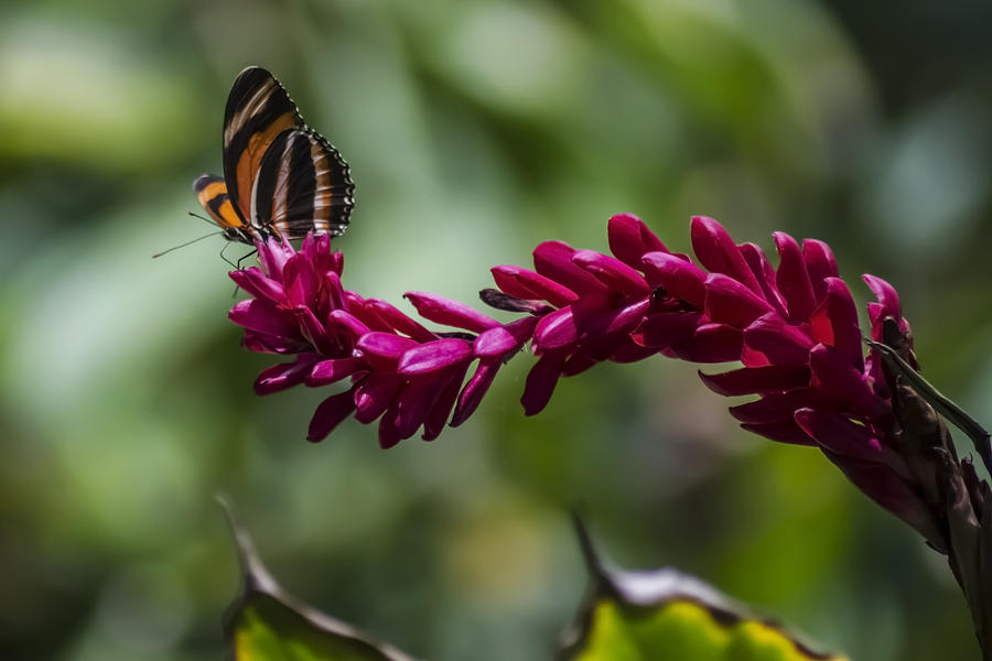 Butterfly at the end of a red flower Photograph by Sven Brogren