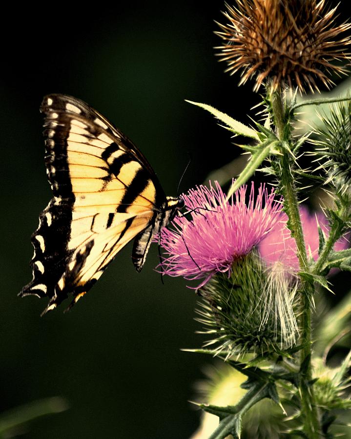 Butterfly Photograph - Butterfly at Thistles by Karen Majkrzak