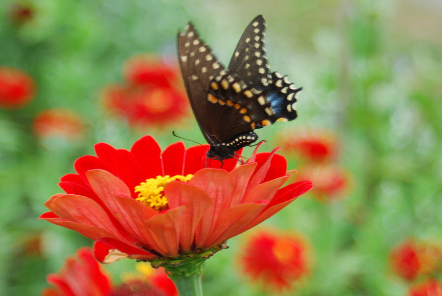 Butterfly at work 2 Photograph by William James - Pixels