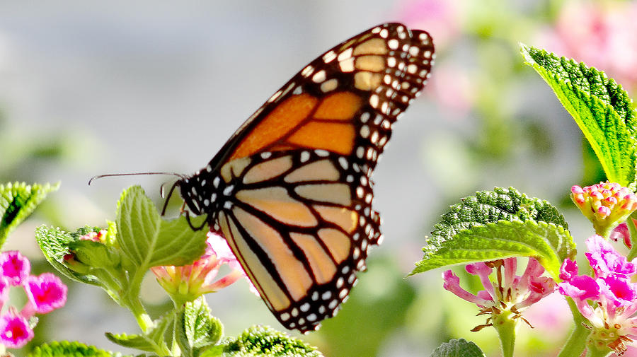 BUTTERFLY at WORK Photograph by Dennis Dugan