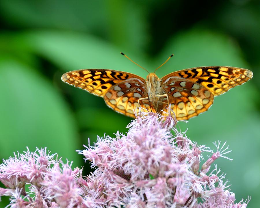 Butterfly Attack Photograph by Timothy Moran