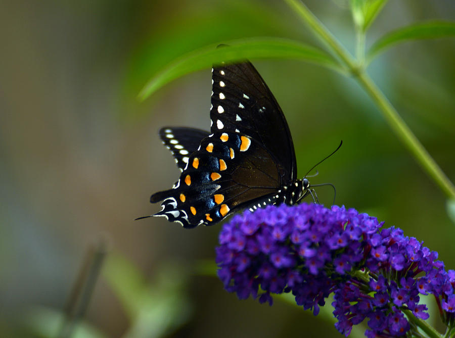 Butterfly Atttaction Photograph by Wanda Brandon