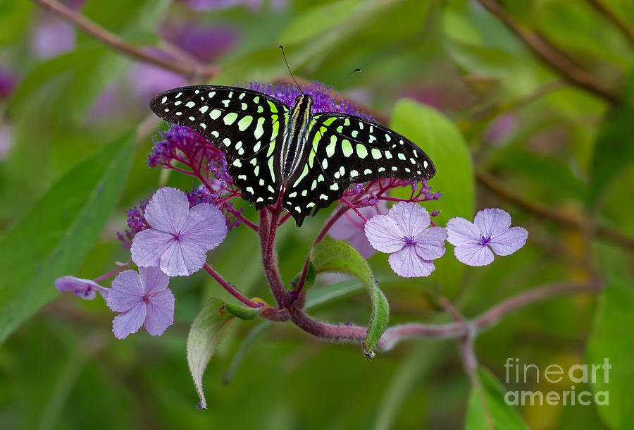 Butterfly Photograph - Butterfly by Bahadir Yeniceri