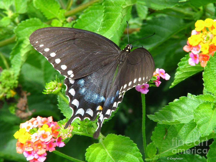 Butterfly Ballot Photograph by Greg Patzer