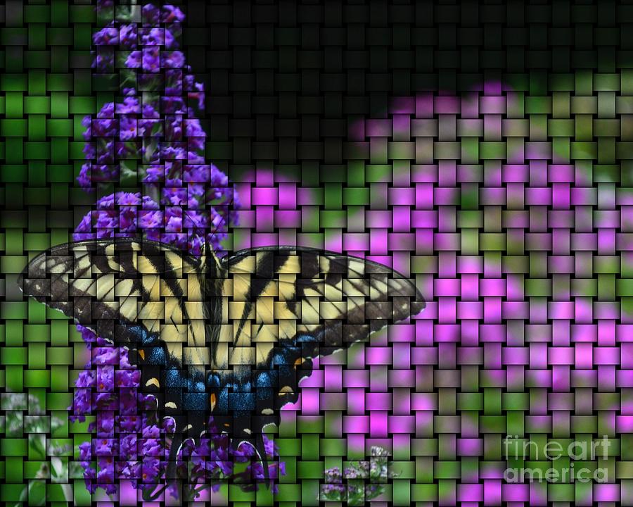 Butterfly Basket Weave Photograph by Chad and Stacey Hall