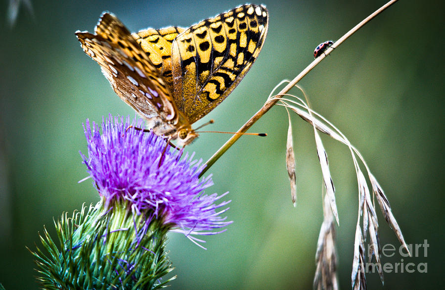 Butterfly Beauty and little friend Photograph by Cheryl Baxter