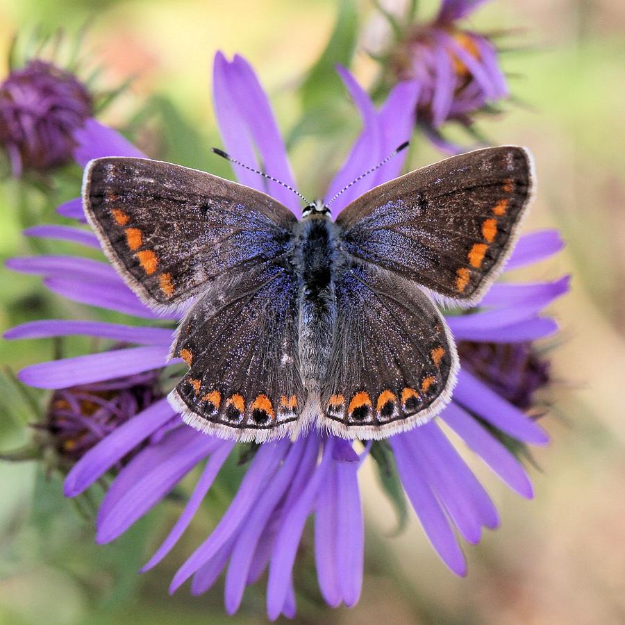 Butterfly Beauty Photograph by Doris Potter
