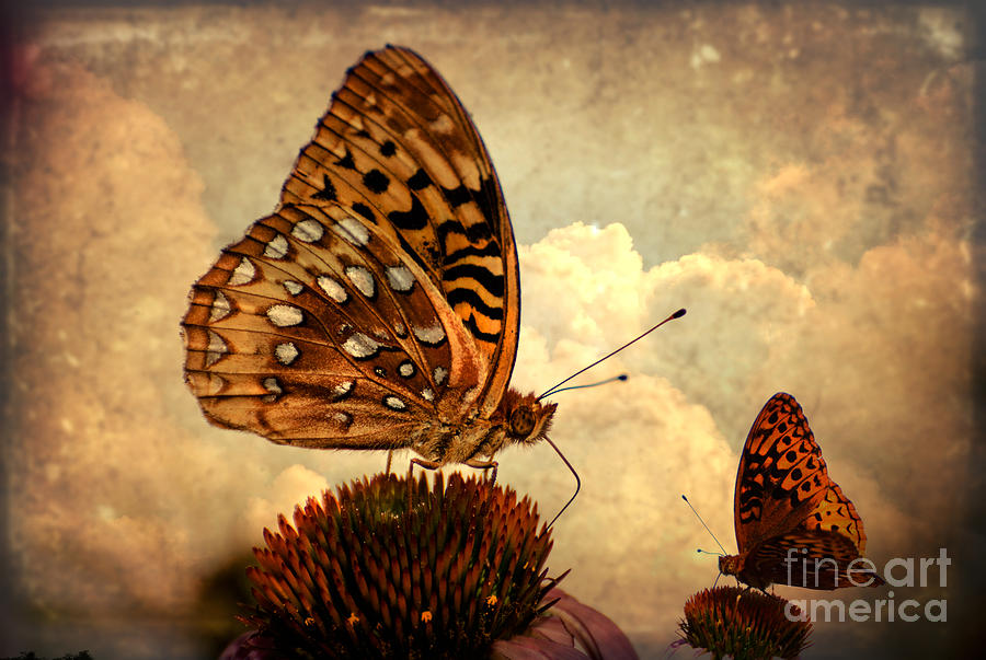 Butterfly Beauty In The Clouds Photograph by Judy Wolinsky
