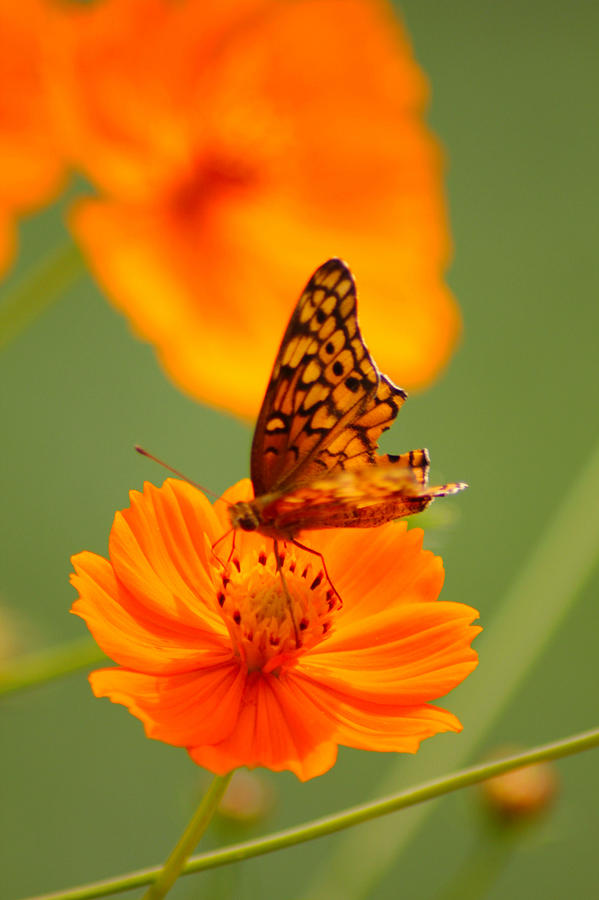 Butterfly Photograph - Butterfly Beauty by Karen Wagner