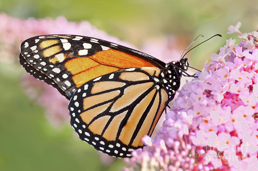 Butterfly Photograph - Butterfly Beauty-Monarch II  by Regina Geoghan