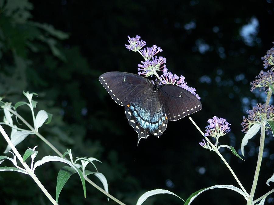 Butterfly Photograph - Butterfly Beauty by Preston Gregory