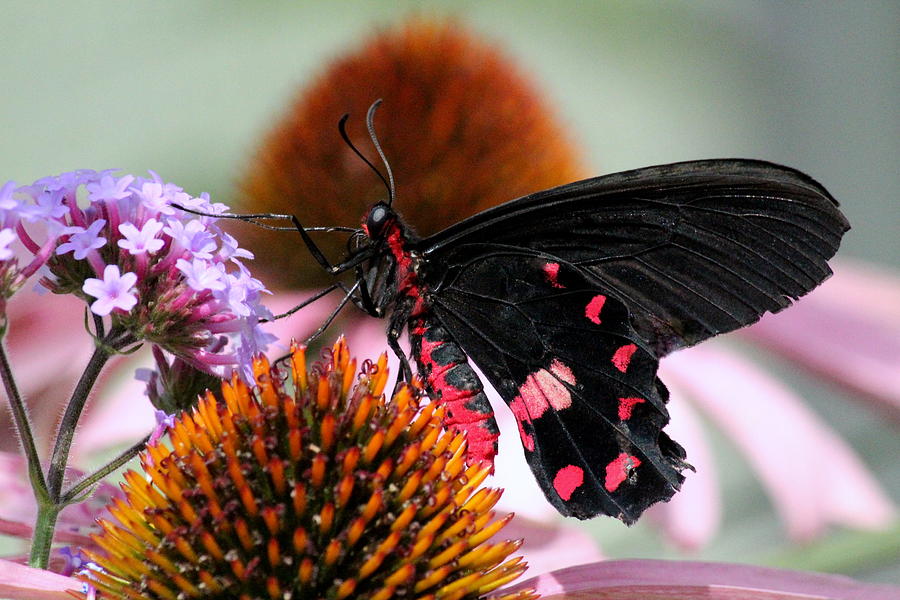 Butterfly Photograph - Butterfly Beauty by Rosanne Jordan