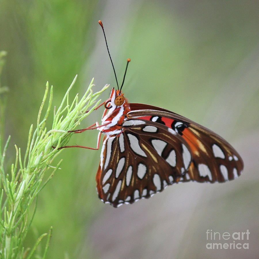 Butterfly Beauty Square Photograph by Carol Groenen
