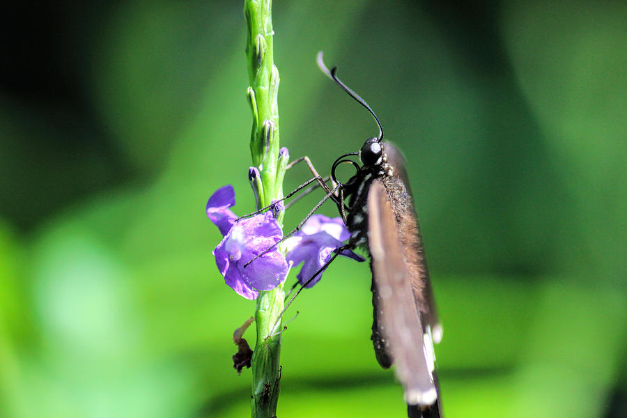 Butterfly Photograph by Becca Buecher