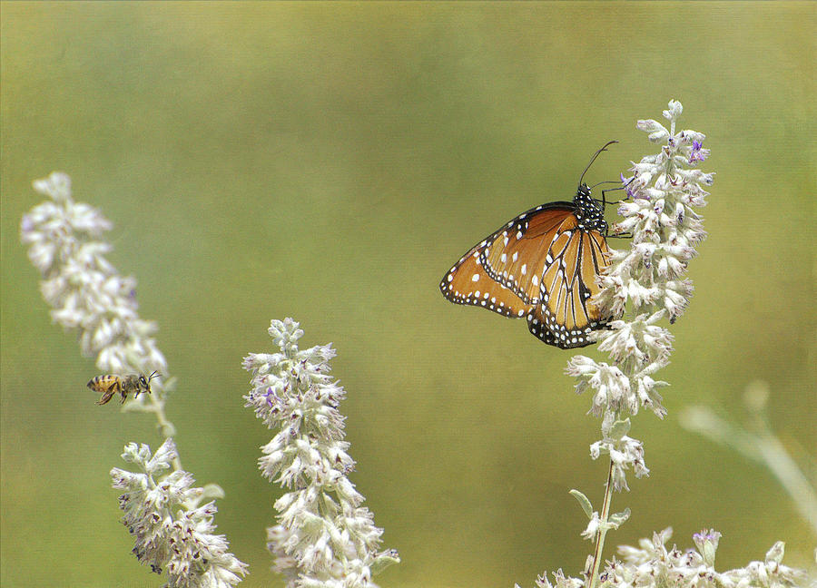 Butterfly Before Bee Photograph by Fraida Gutovich