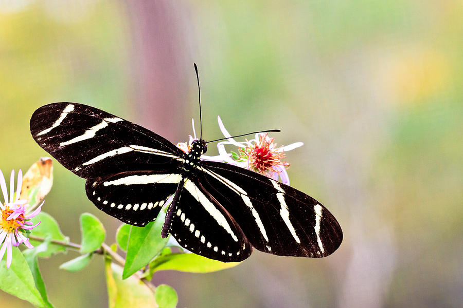 Butterfly Photograph by Ben Graham