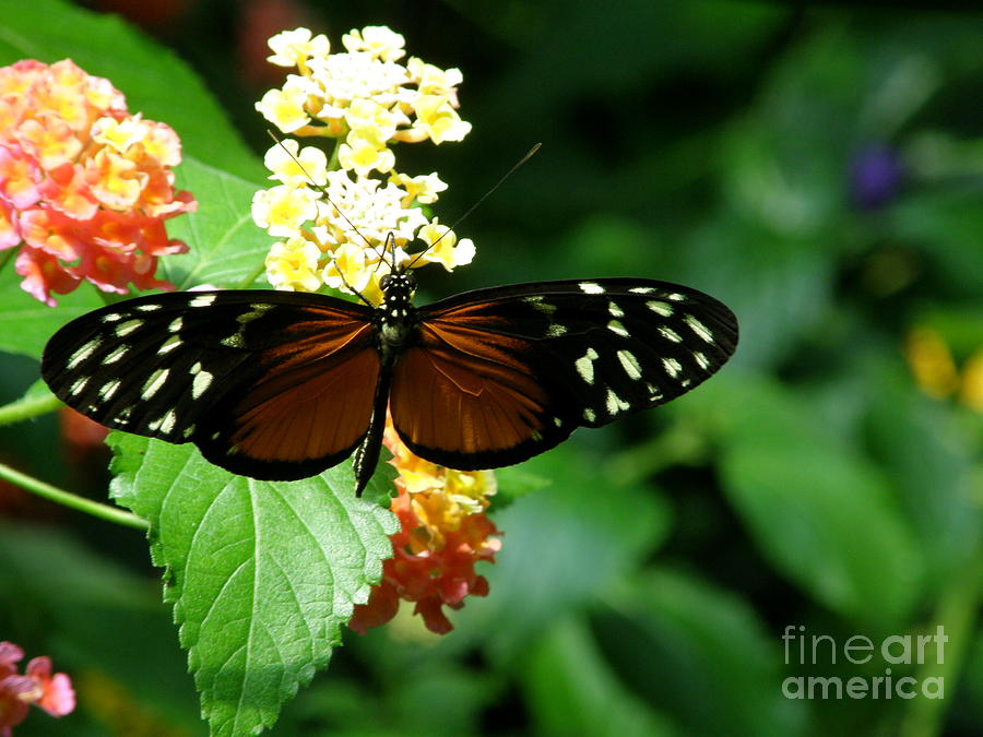 Butterfly Photograph by Bev Conover