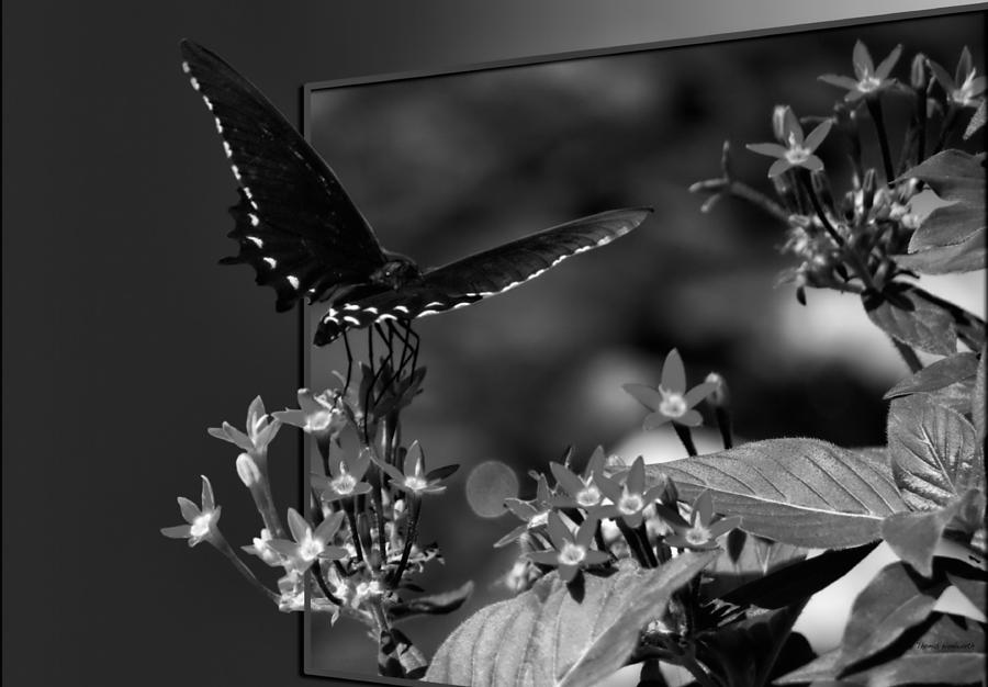 Insects Photograph - Butterfly Black 06 BW by Thomas Woolworth