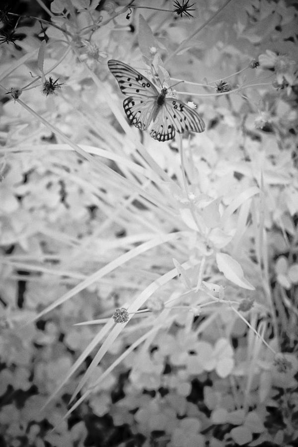Butterfly Black And White Photograph