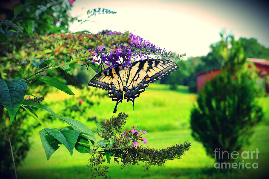 Butterfly Bliss Photograph by Stacie Siemsen