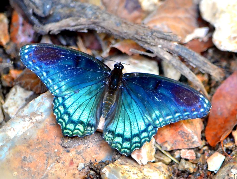 Butterfly Blue  Photograph by Deena Stoddard