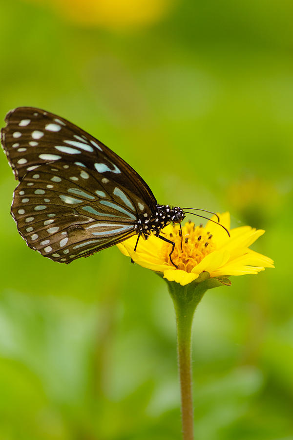 Butterfly - Blue Tiger Photograph by SAURAVphoto Online Store